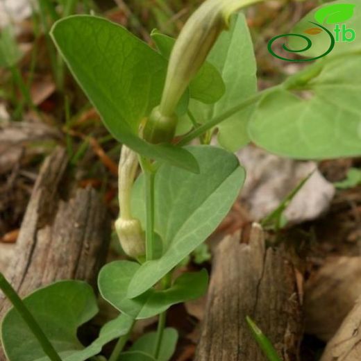 Aristolochia pallida