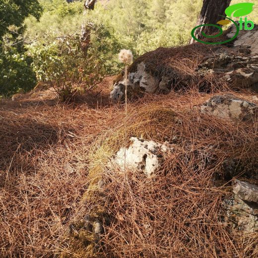 Helichrysum-Ölmez çiçek