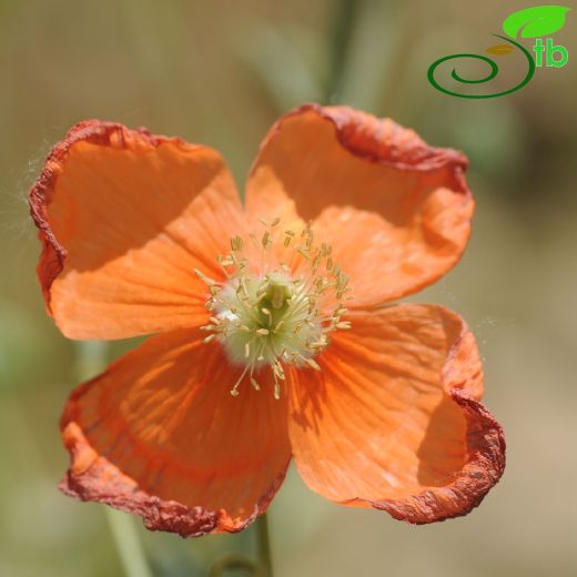 Papaver armeniacum