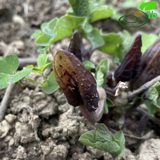 Aristolochia incisa