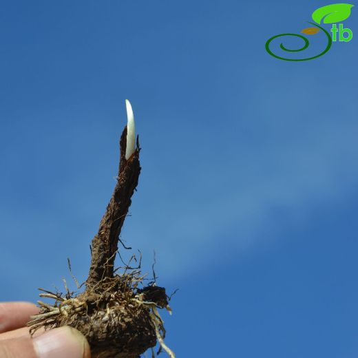 Biarum davisii