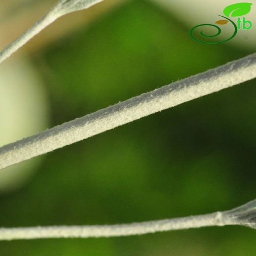 Sideritis vuralii