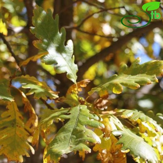 Quercus vulcanica