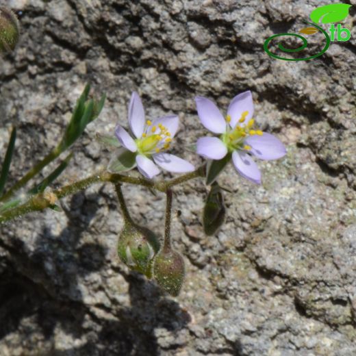 Spergularia-Remilotu