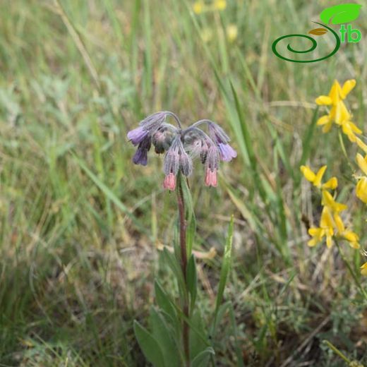 Mattiastrum corymbiforme