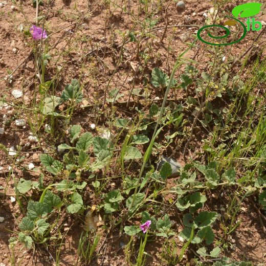 Convolvulaceae-Tarlasarmaşığıgiller