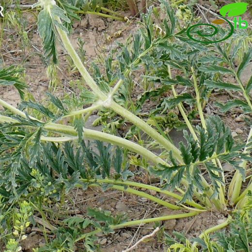 Phlomoides-Benliçalba