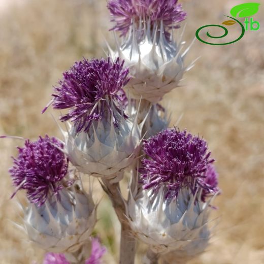 Centaurea-Peygamberçiçeği