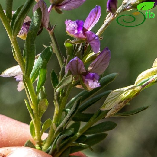 Polygalaceae-Sütotugiller