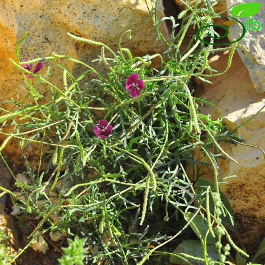 Papaveraceae-Haşhaşgiller