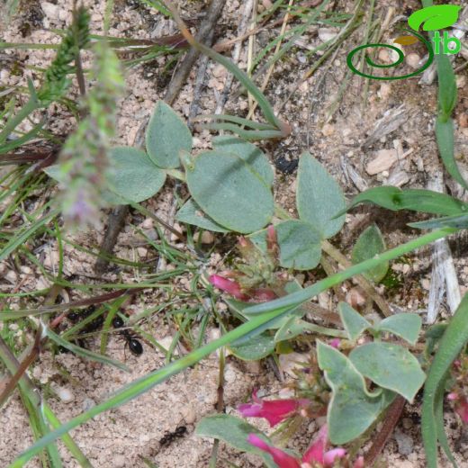 Astragalus tigridis
