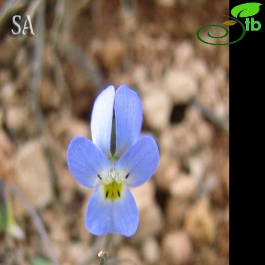 Viola modesta