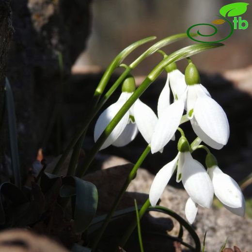 Galanthus-Kardelen