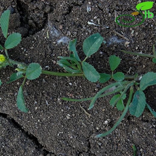 Medicago orthoceras