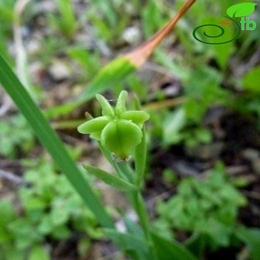 Fritillaria bithynica