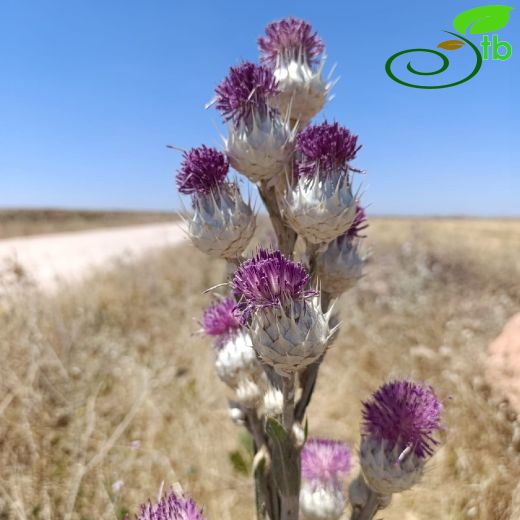 Centaurea-Peygamberçiçeği