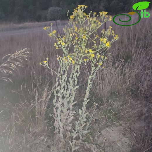 Asteraceae-Papatyagiller
