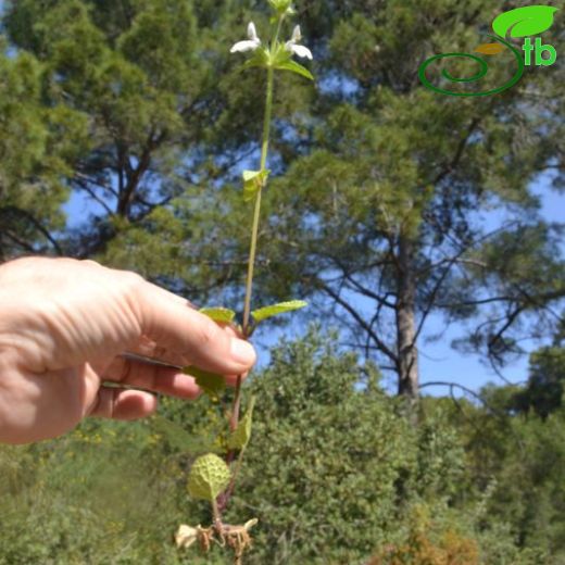 Stachys annua