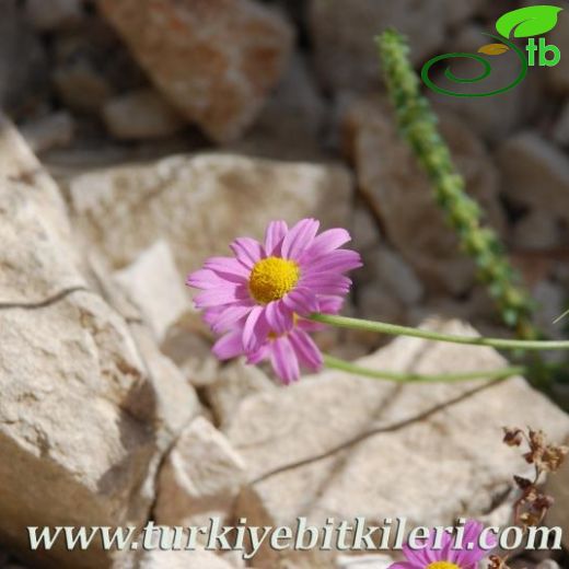 Anthemis rosea