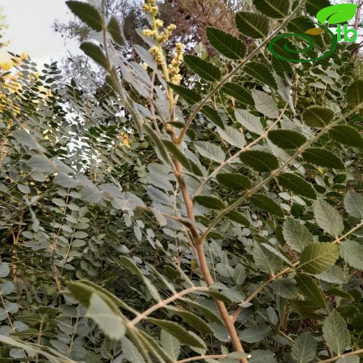 Anacardiaceae-Menengiçgiller