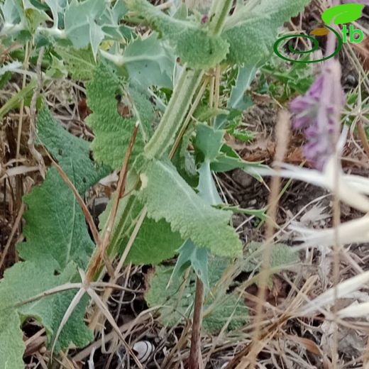 Salvia virgata