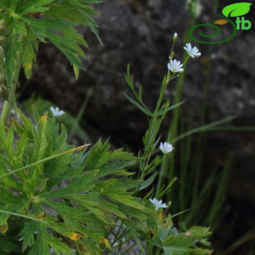 Stellaria-Kuşotu