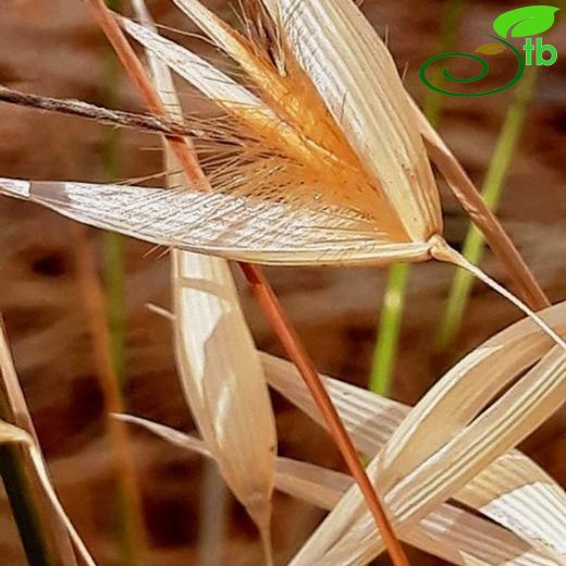 Avena sterilis