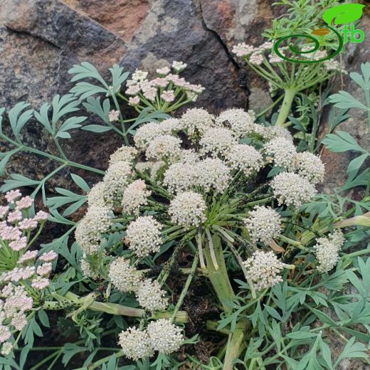 Apiaceae-Maydanozgiller