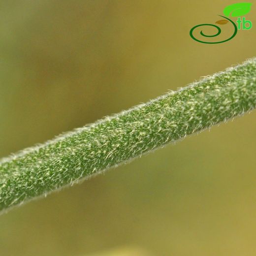 Cephalaria anamurensis