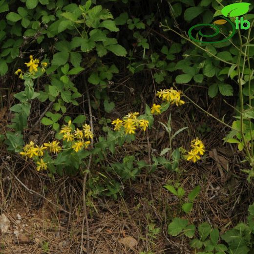 Hypericum montbretii