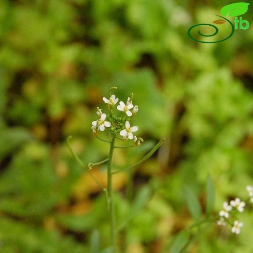 Arabidopsis-Fenotu