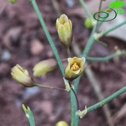 Asparagus-Kuşkonmaz