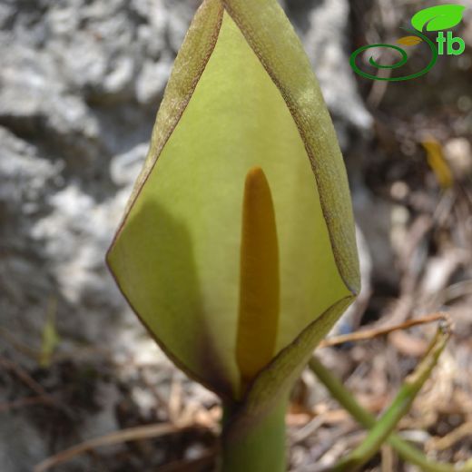 Arum-Yılanyastığı