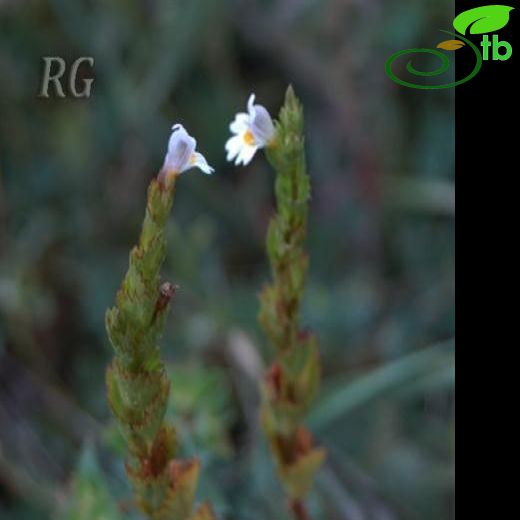 Euphrasia hirtella