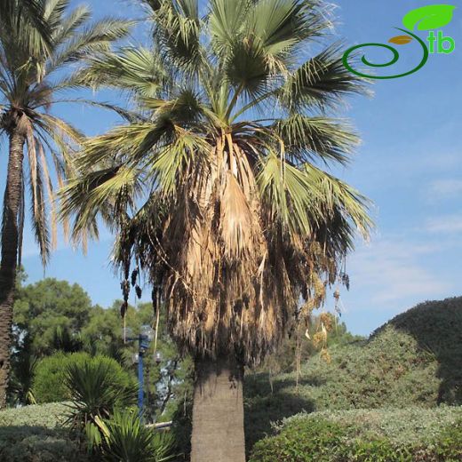 Washingtonia-Vaşingtonya