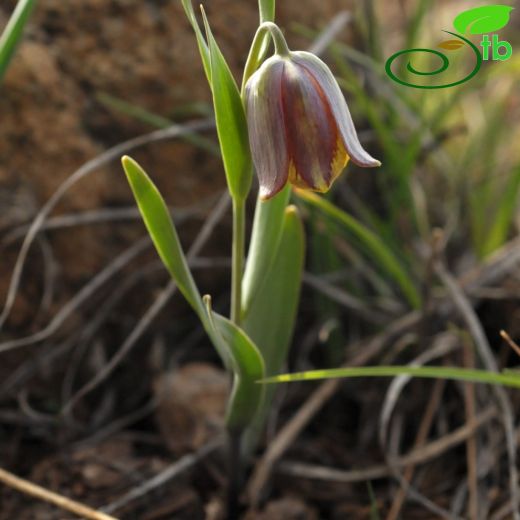 Fritillaria arsusiana