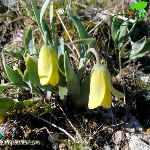 Fritillaria carica