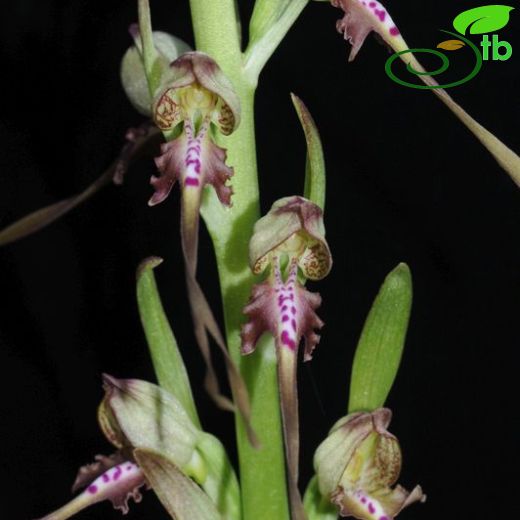 Himantoglossum-Keşkeşçiçeği