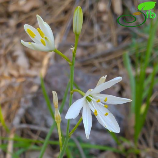 Anthericum-Örümcekotu