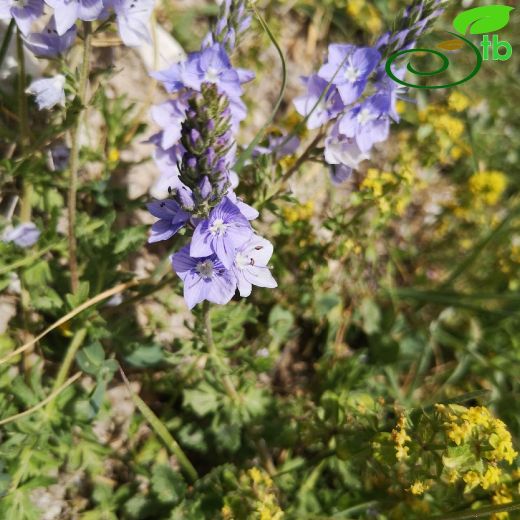 Veronica austriaca