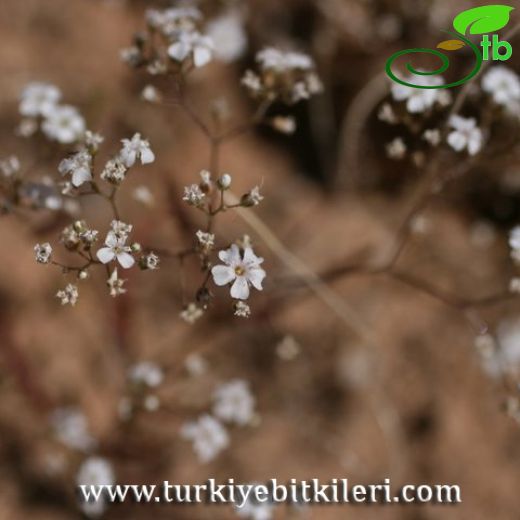 Gypsophila heteropoda