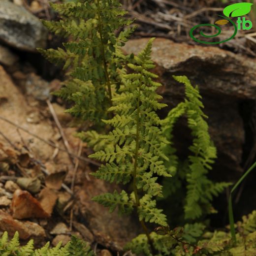 Cystopteridaceae-Gevrekeğreltigiller