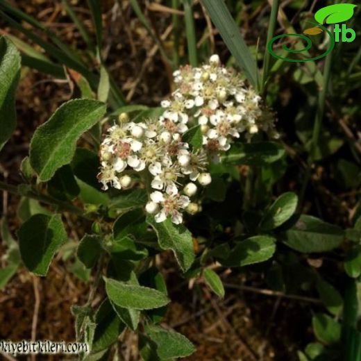 Pyracantha-Ateşdikeni