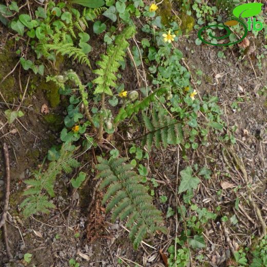 Polystichum setiferum