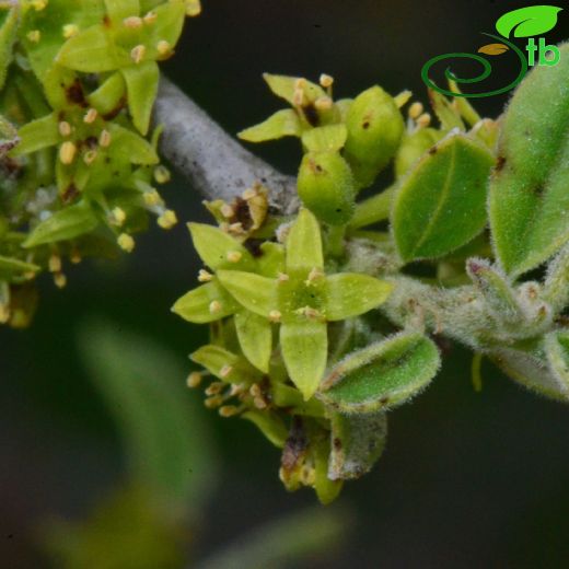 Rhamnaceae-Cehrigiller