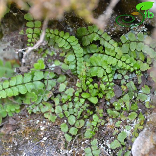 Asplenium trichomanes