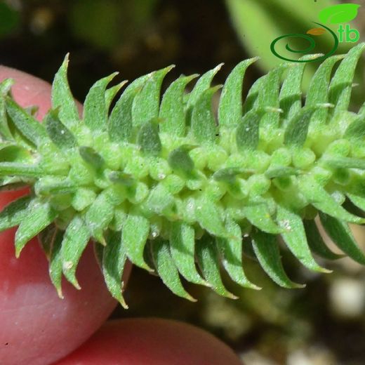 Ceratocephala-Yelotu