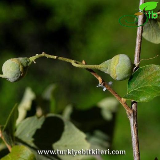 Styracaceae-Ayıfındığıgiller