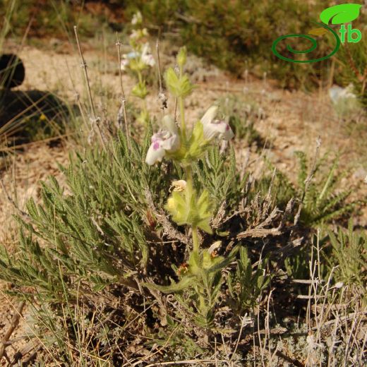 Salvia-Adaçayı