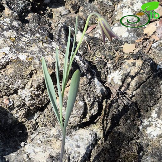 Fritillaria-Terslale